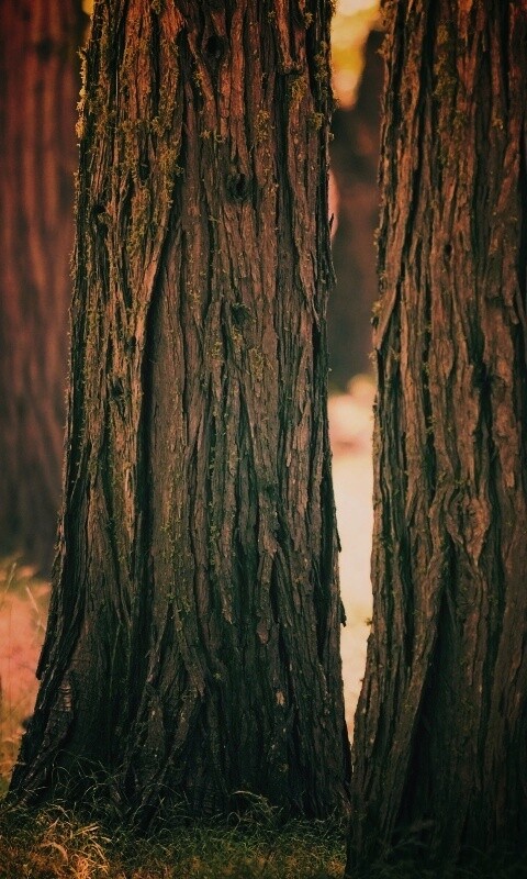 Стволы деревьев  обои