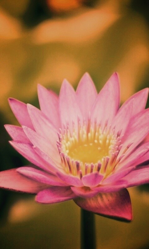 Фиолетовый цветок обои