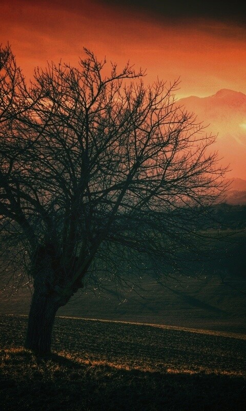 Дерево и горы обои