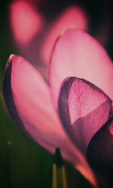 Фиолетовый крокус обои