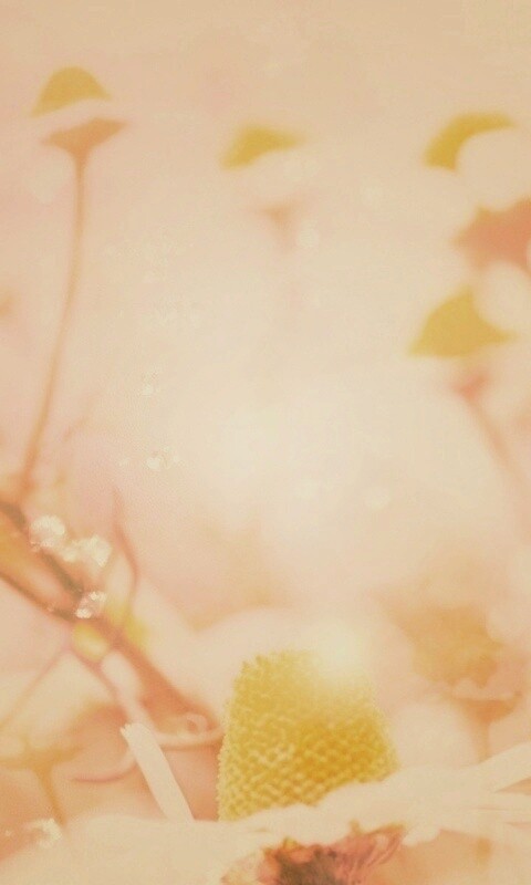 Летние цветы в лучах света обои