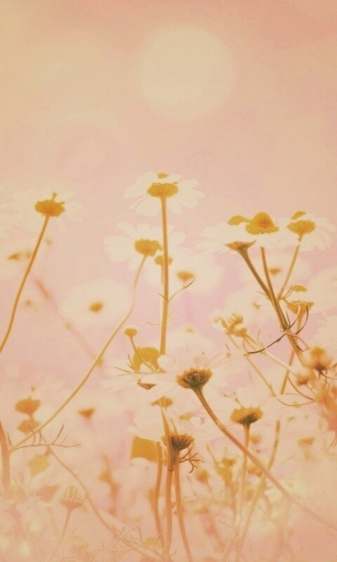 Цветочное лето обои