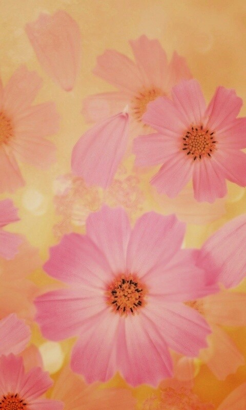 Цветочки обои