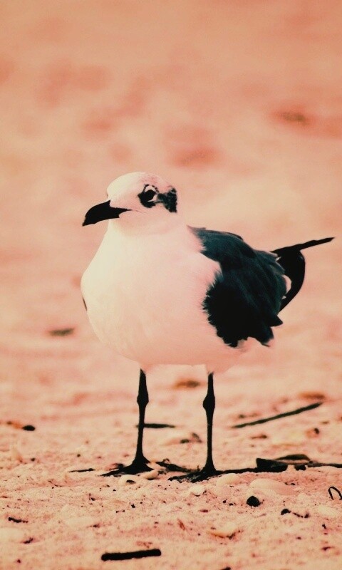 Важная чайка обои