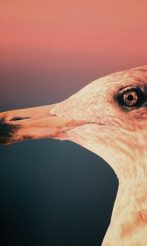 Птичка с длинным клювом обои