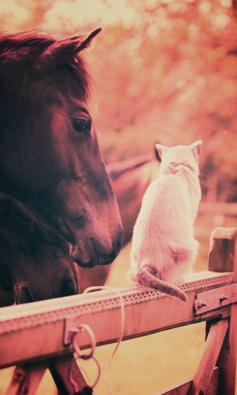 Друзья обои