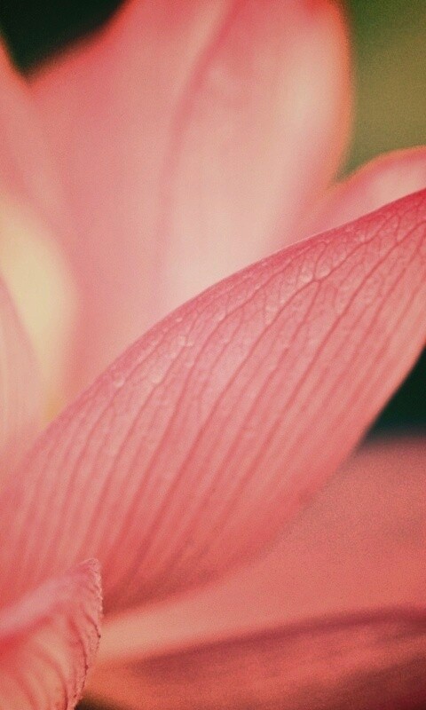 Лепестки цветов обои