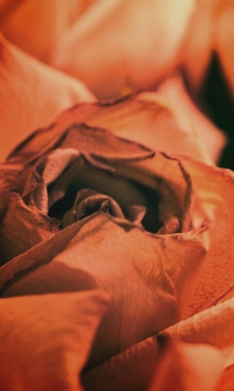 Увядающая роза обои