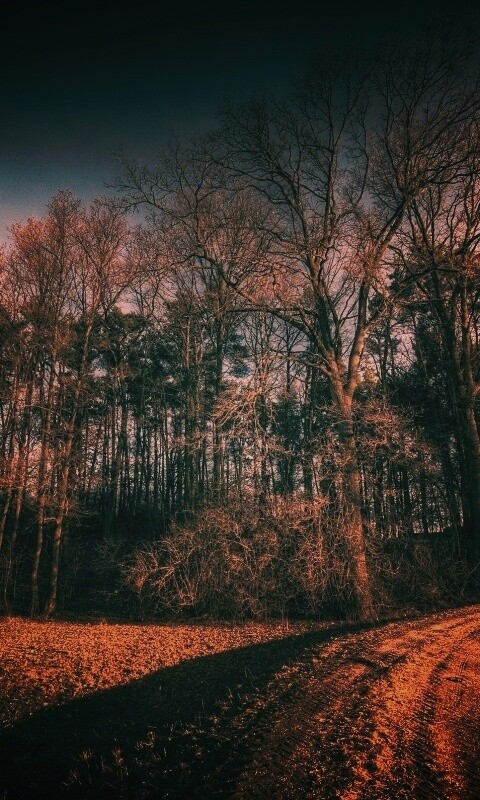 Дорога в лес обои