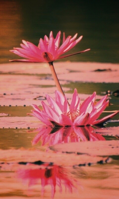 Цветущие кувшинки обои