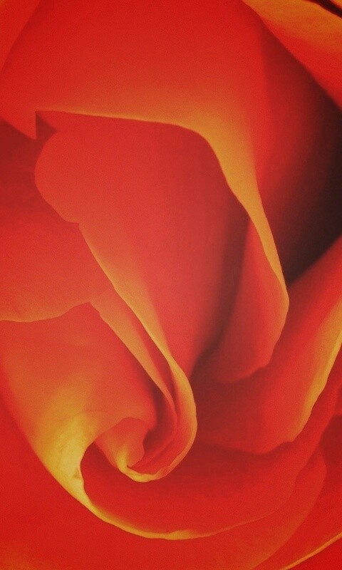 Макро фотка бутона обои