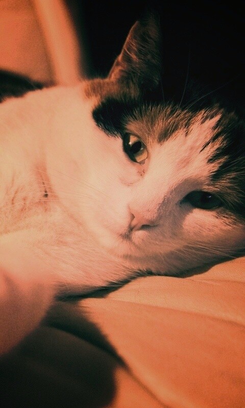 Котэ отдыхает обои