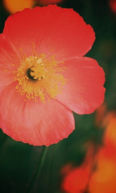 Красивый красный цветок обои