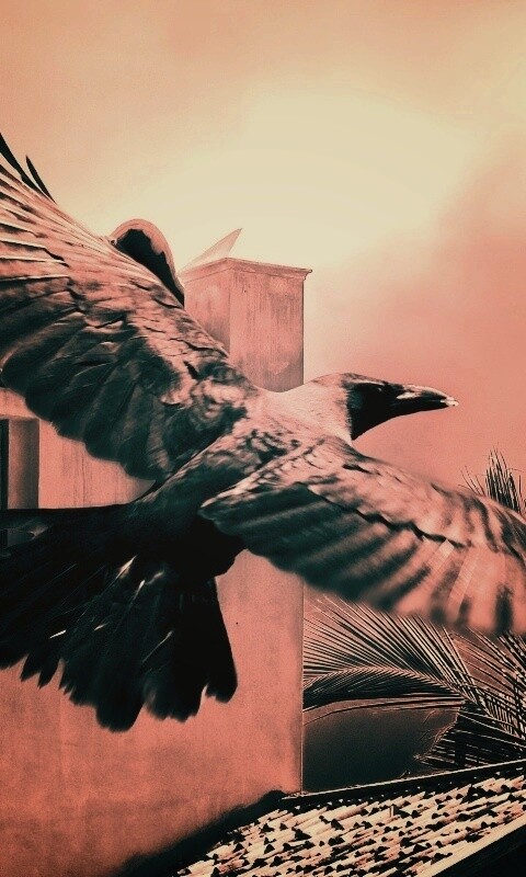 Полёт ворона обои