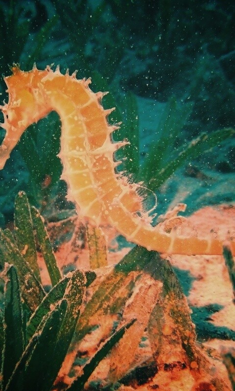 Морской конек обои