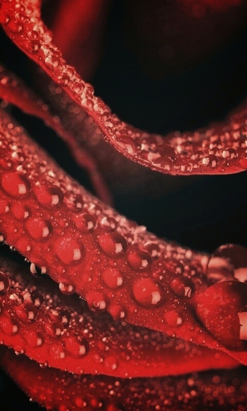 Роза в каплях обои