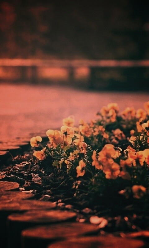 Красивая цветочная клумба обои