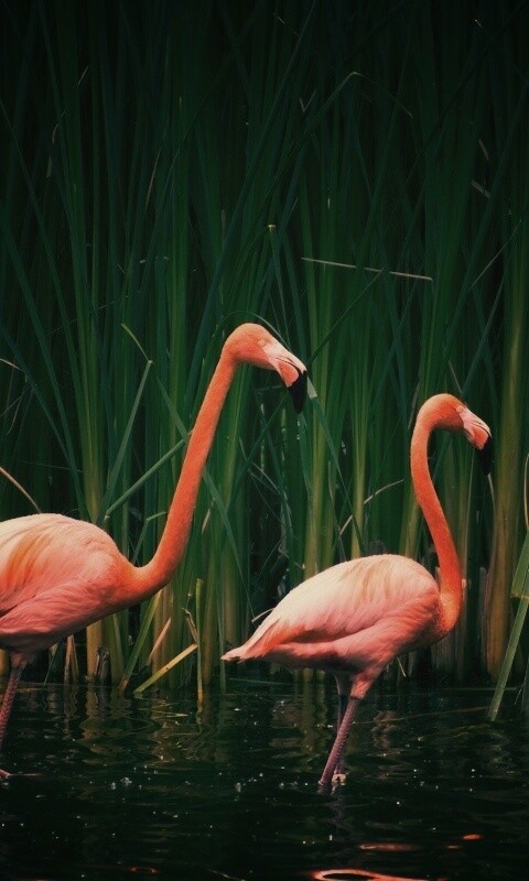 Красивые розовые фламинго на озере обои