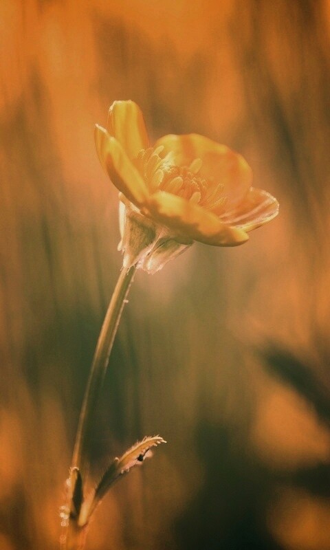 Маленький жёлтый цветочек обои