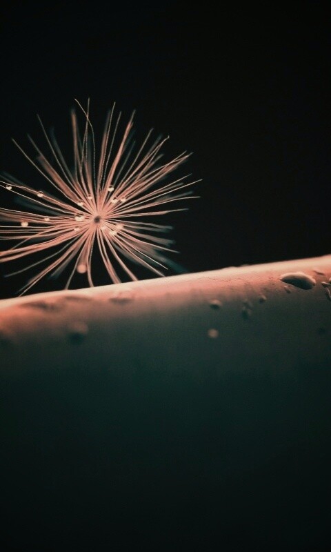 Прилипшая пушинка обои