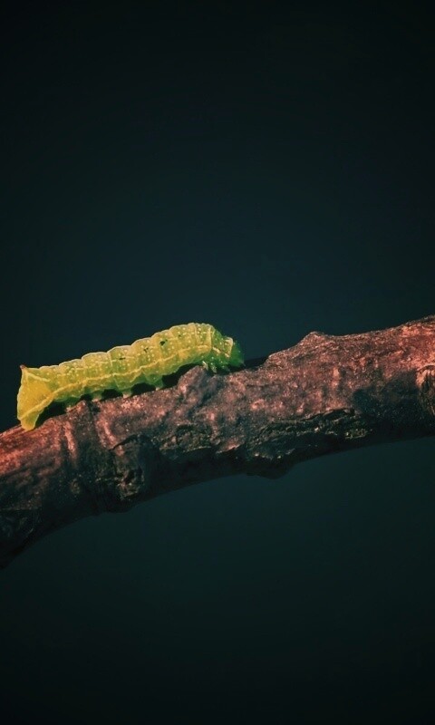 Гусеница на ветке обои