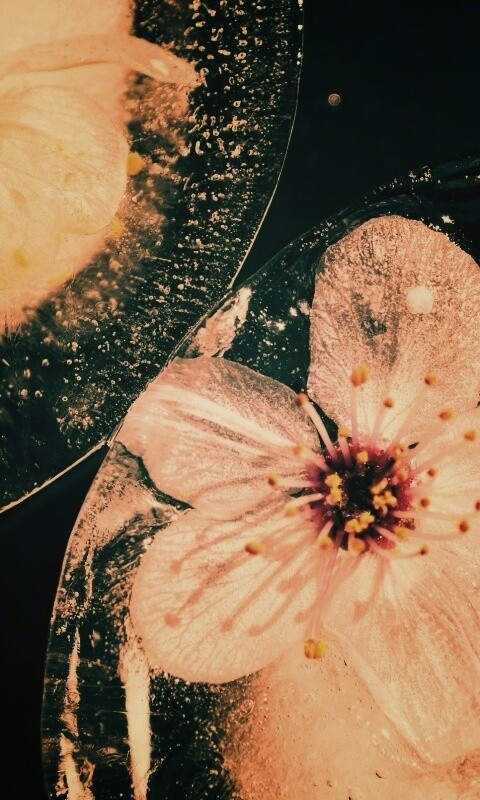 Цветы вишни во льду обои