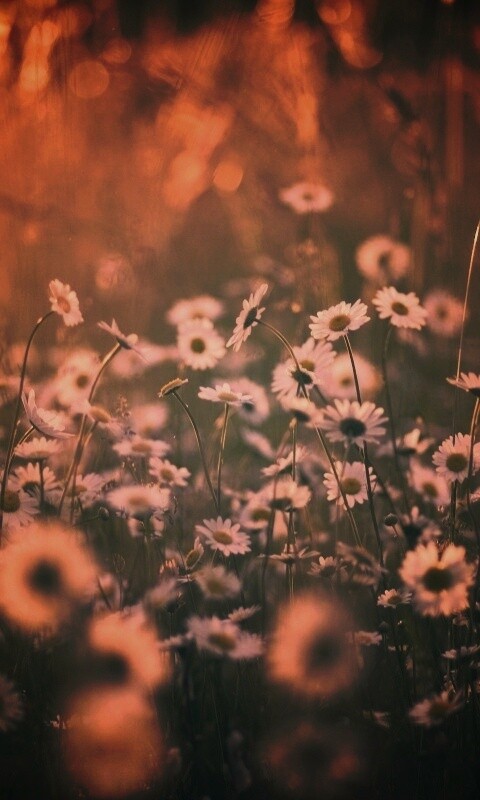 Поле ромашек обои