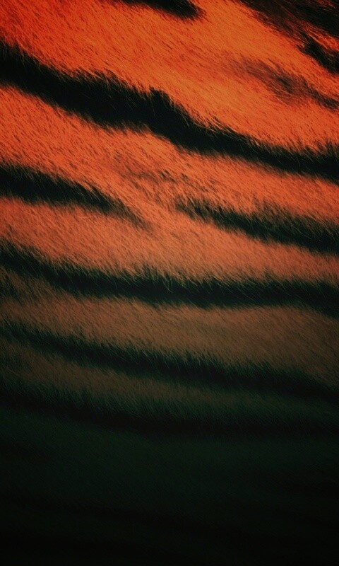 Тигриная шкура обои