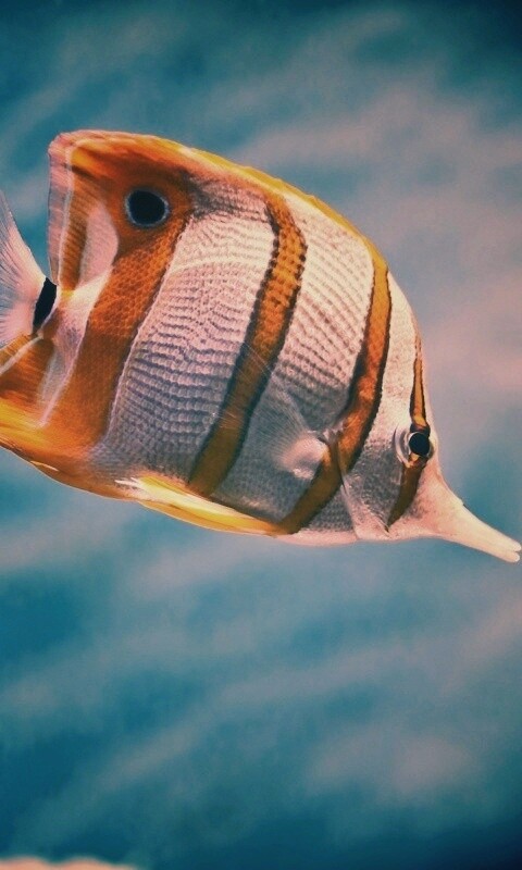 Тропическая рыбка обои
