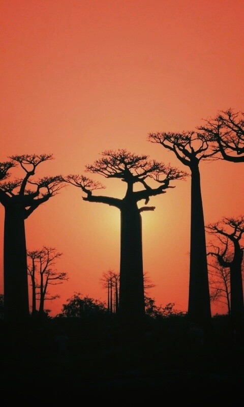 Баобабы на закате обои