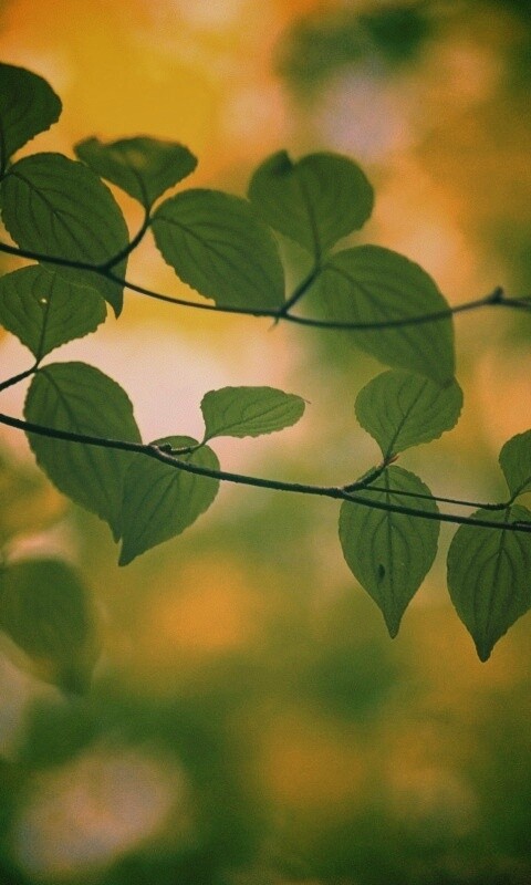 Ветка яркой зелени обои