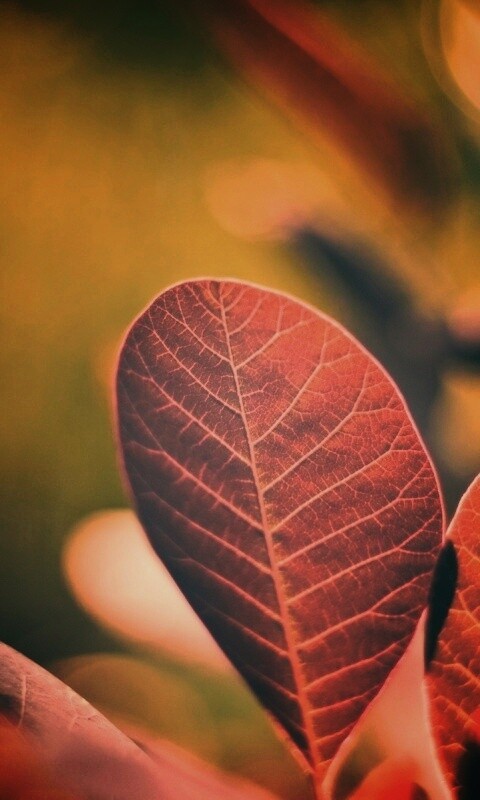 Красные листья обои