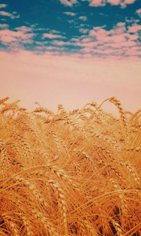 Колосья в поле обои