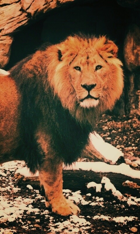 Красивый лев в лесу обои