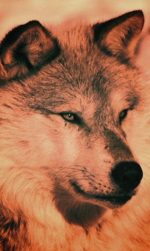 Лайка на снегу обои