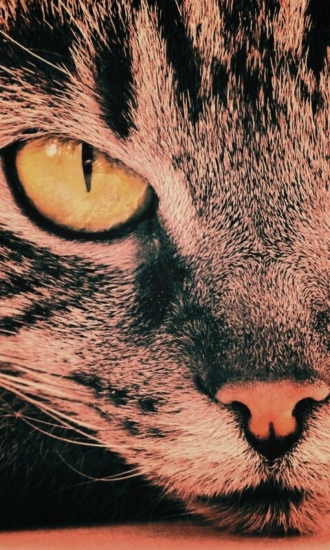 Пристальный кошачий взгляд обои
