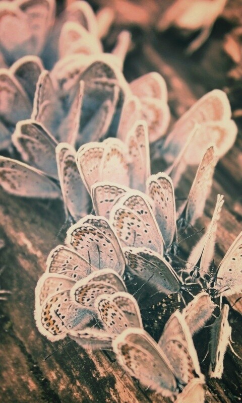 Голубые бабочки обои