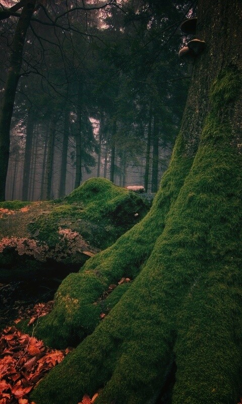 Дерево, поросшее мхом обои