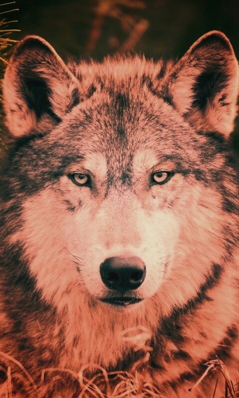 Угрюмый волк обои