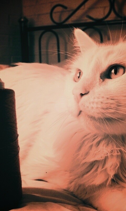 Белый кот с катушкой ниток обои