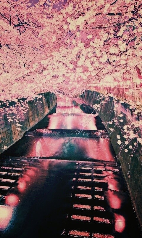 Река и цветение сакуры обои