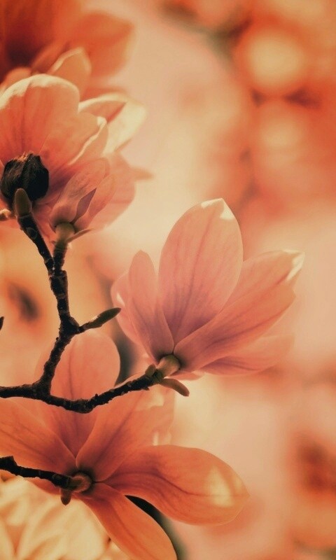 Цветы магнолии обои