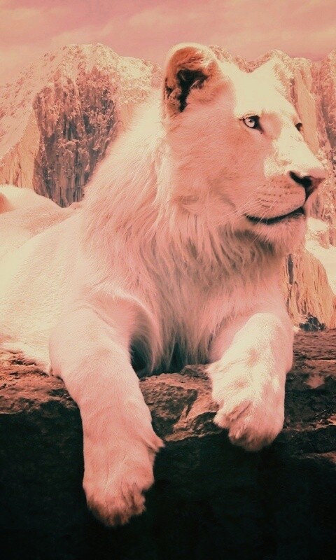 Белый лев обои