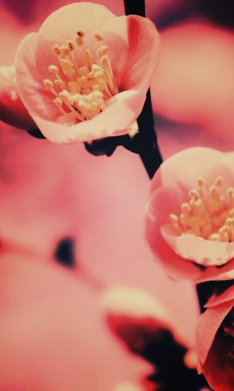 Великолепный цветок обои