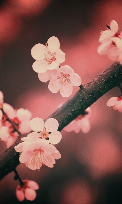 Ветка сакуры обои