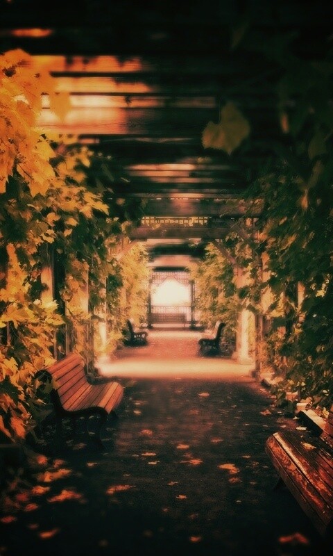 Узкая аллейка обои