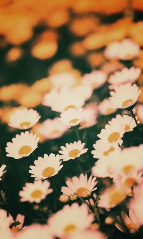 Ромашковое поле обои