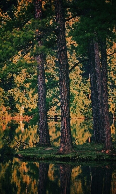 Островок посреди озера обои