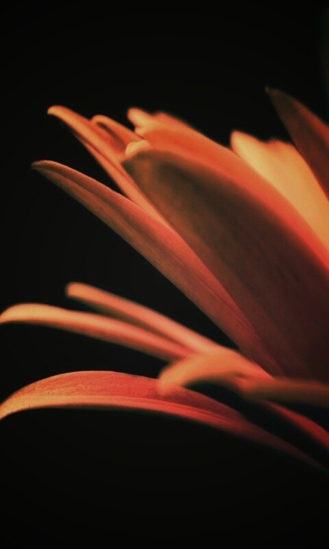 Гербера обои