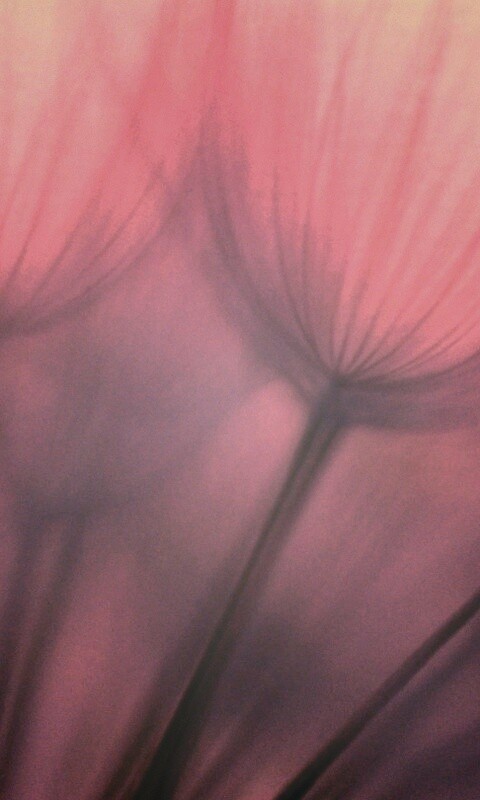 Рисунок одуванчика обои